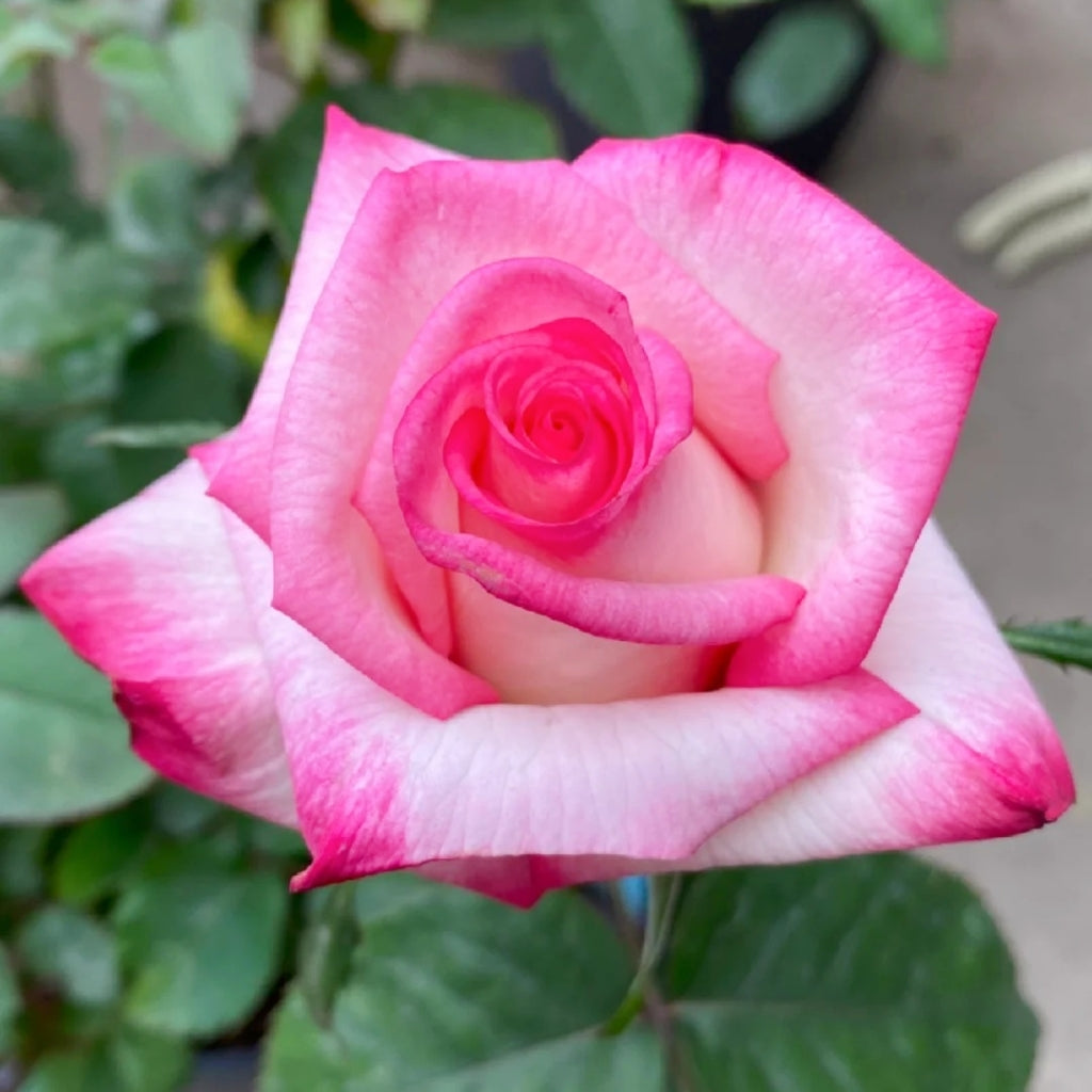 Carrousel Rose