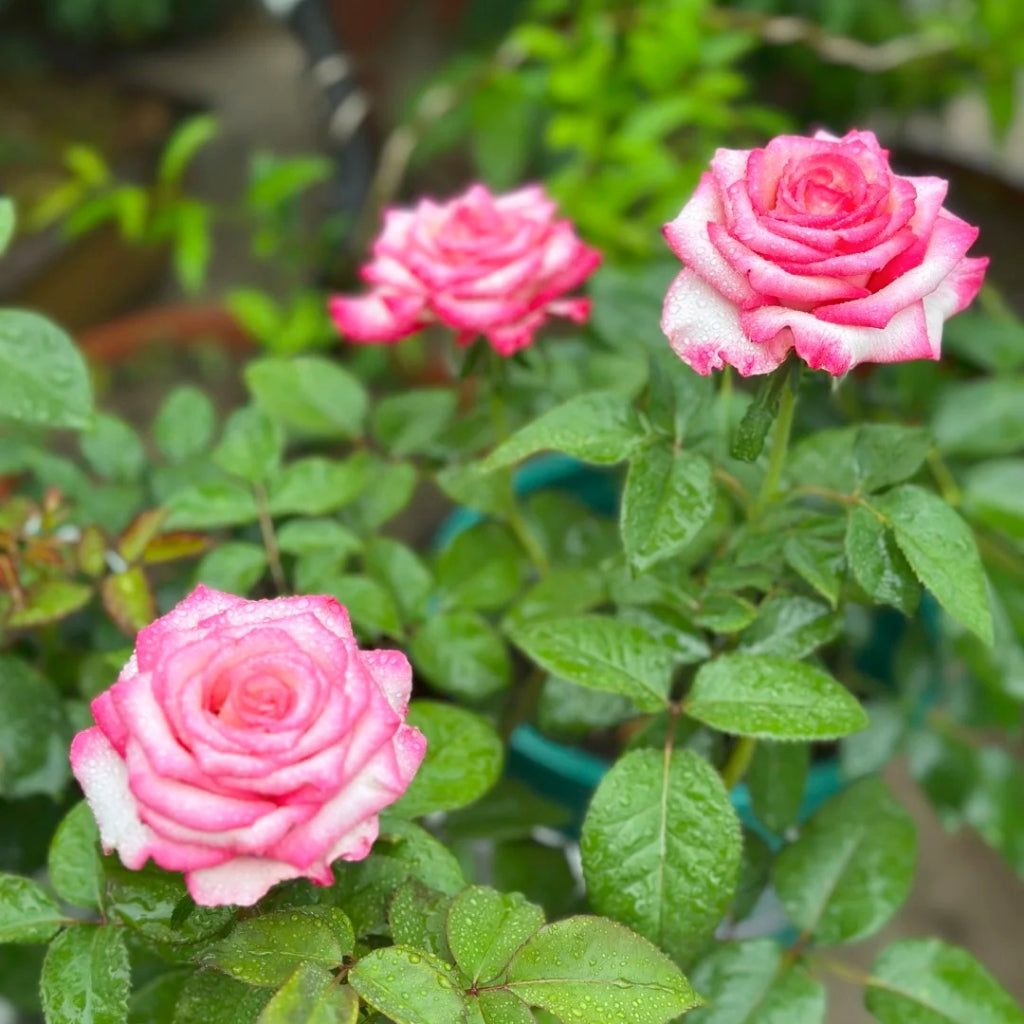 Carrousel Rose