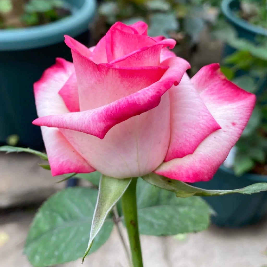 Carrousel Rose