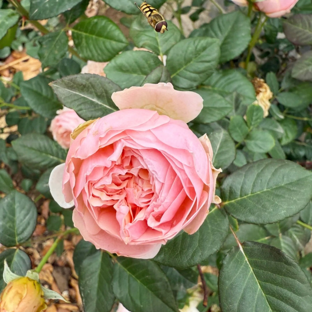 Celebretini Rose