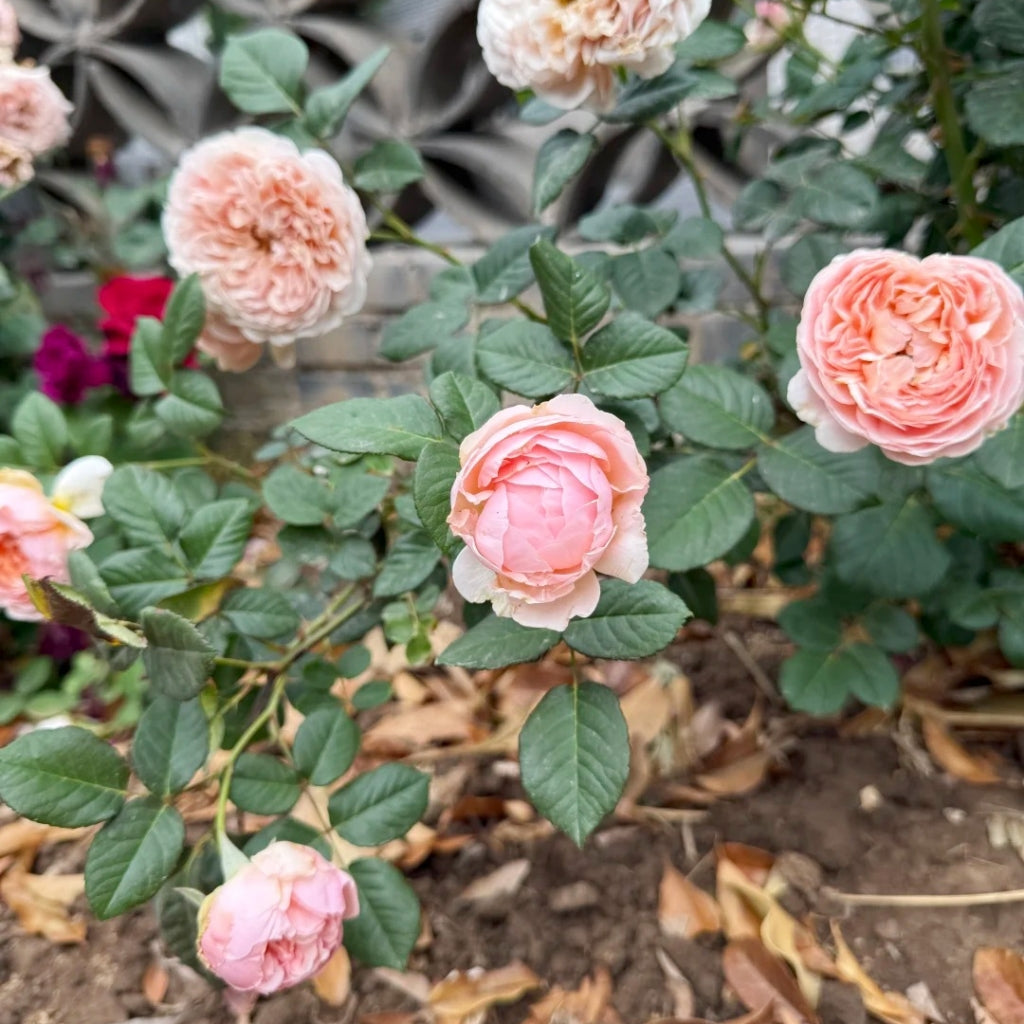 Celebretini Rose