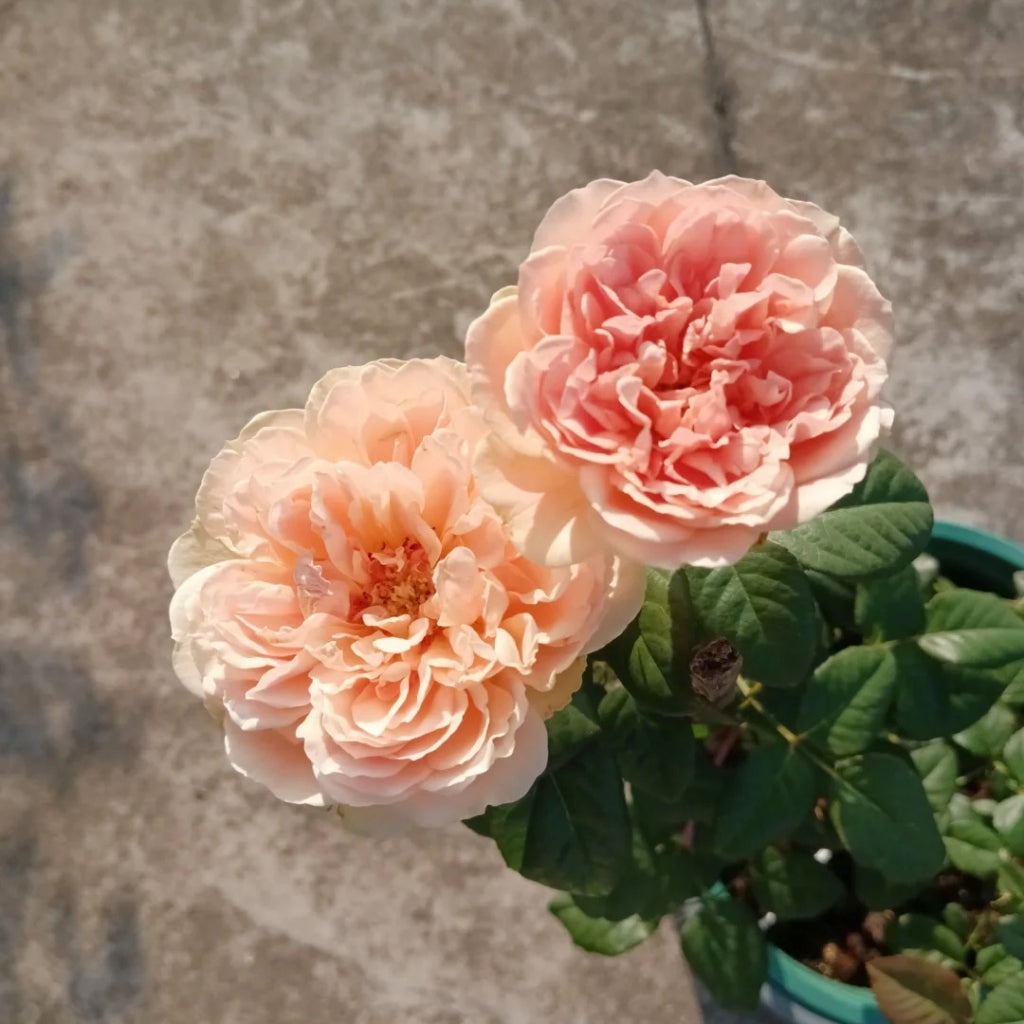 Celebretini Rose
