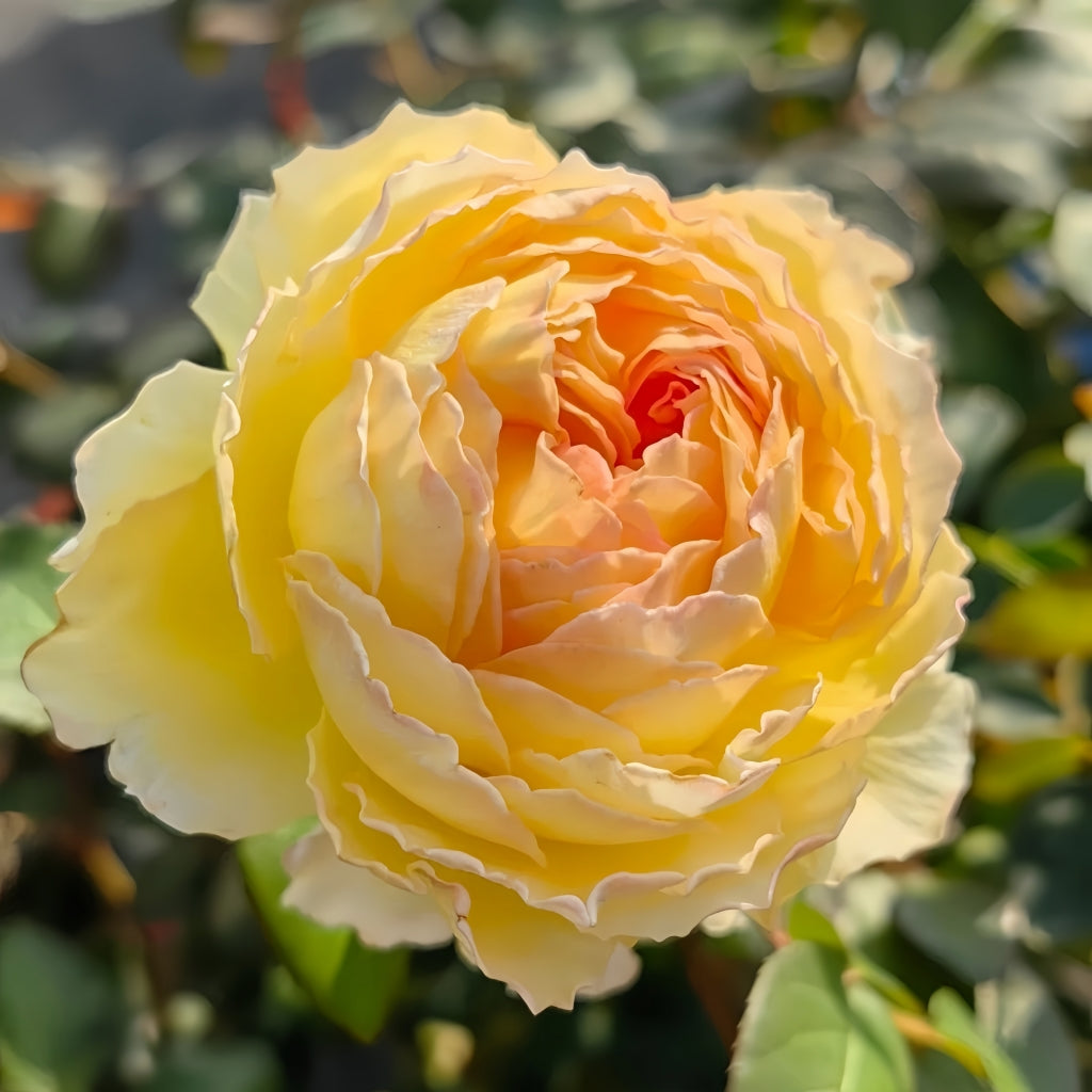 Cephalaria Rose