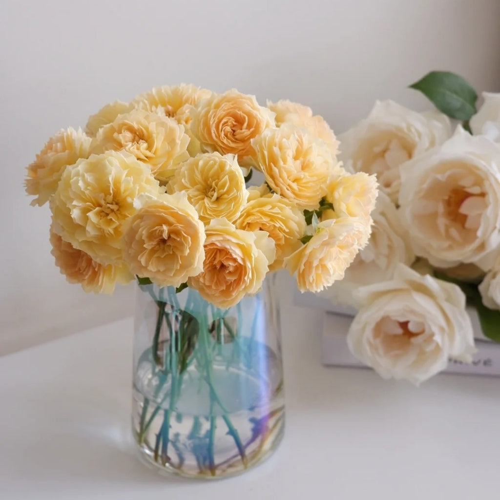 Cephalaria Rose