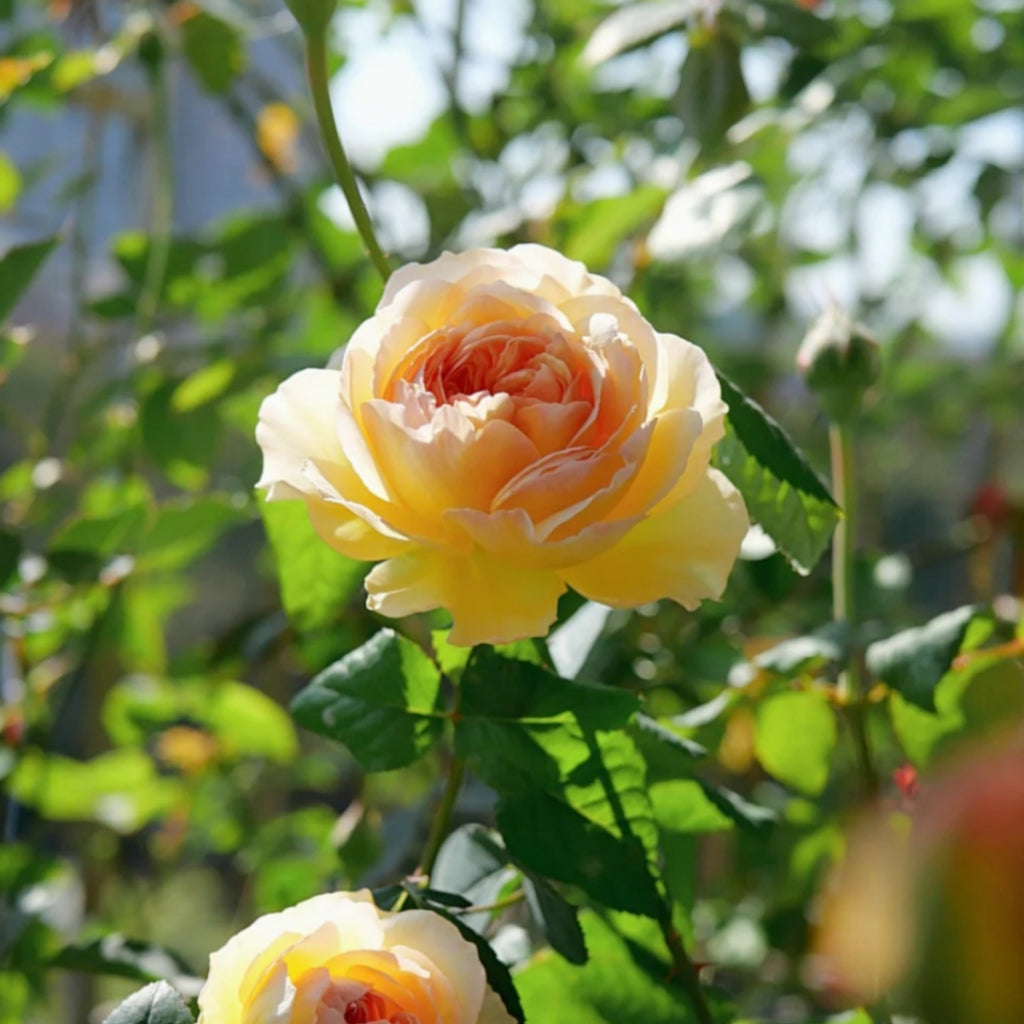 Cephalaria Rose