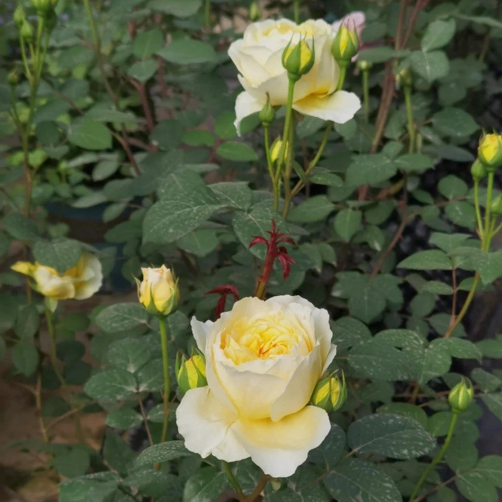 Cephalaria Rose