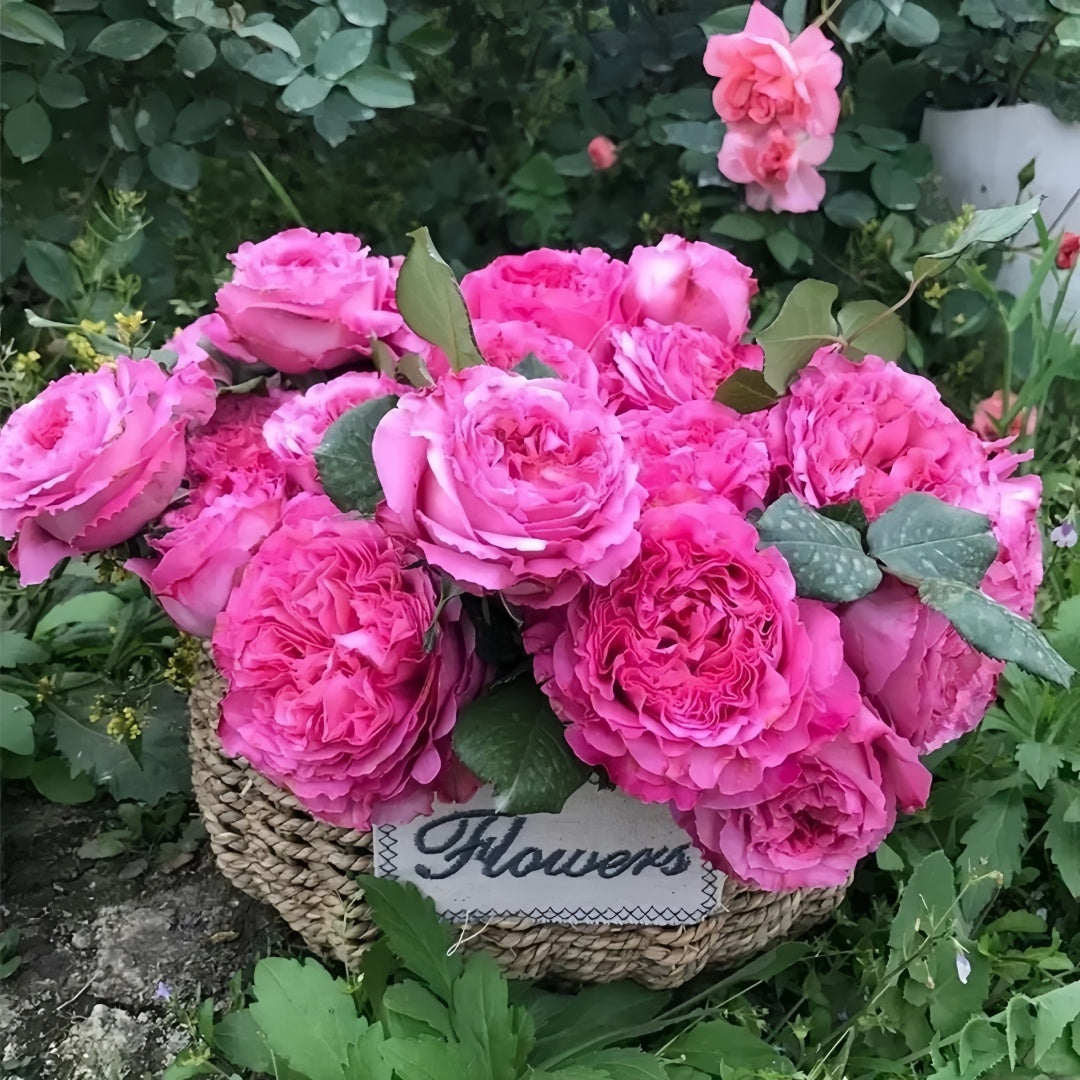 Cepheus Rose
