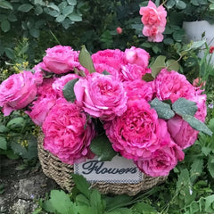 Cepheus Rose