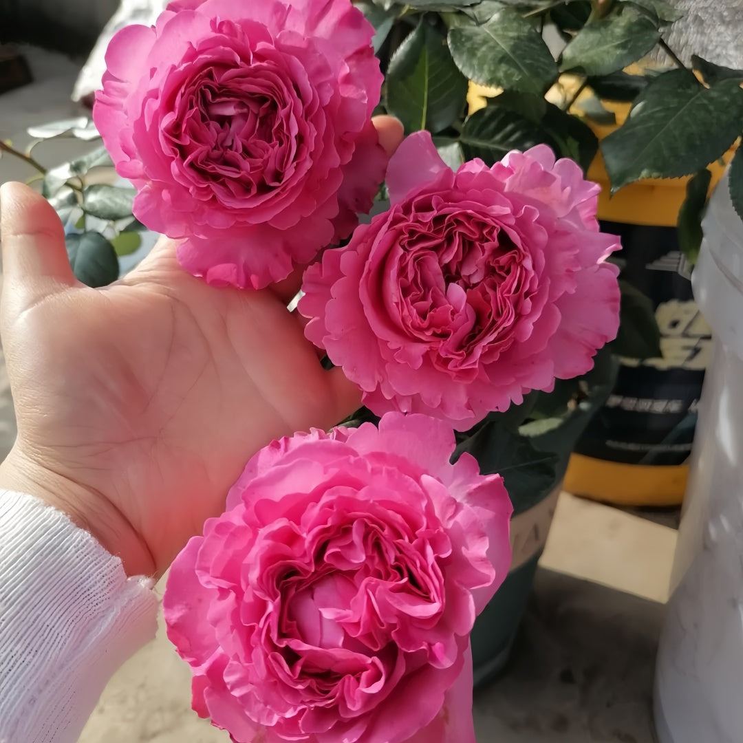 Cepheus Rose