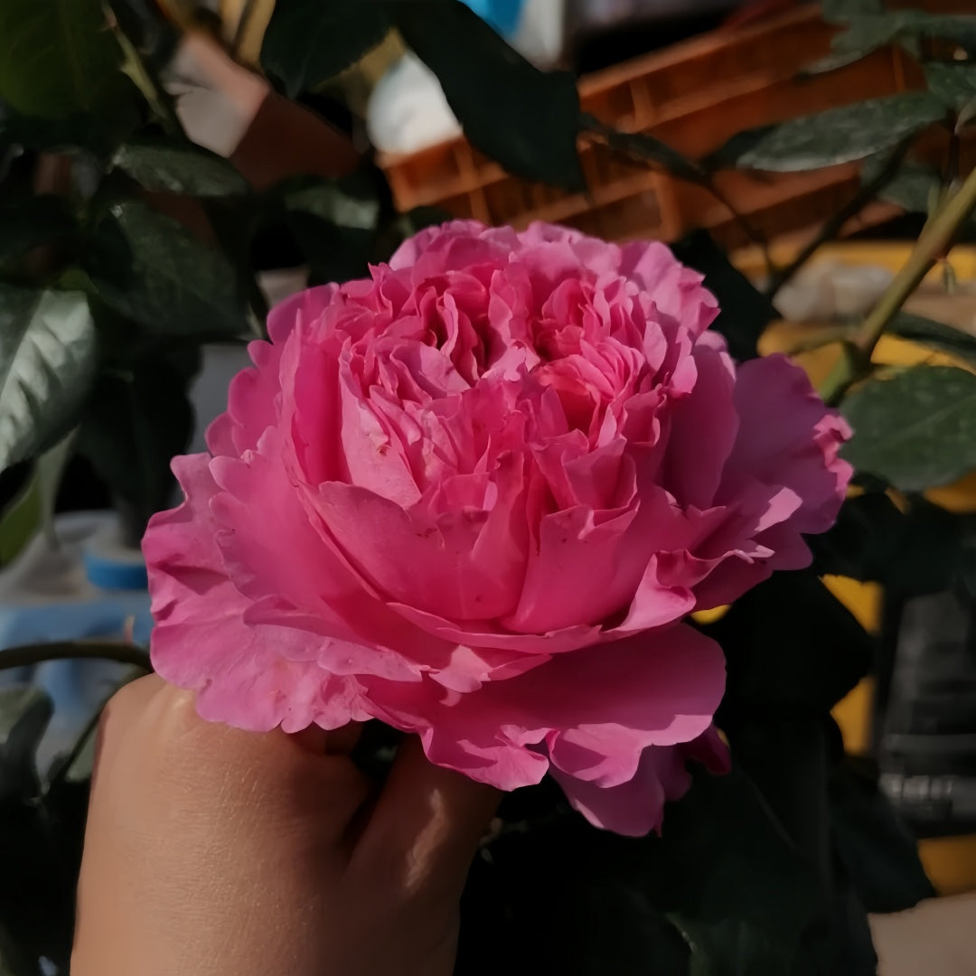 Cepheus Rose