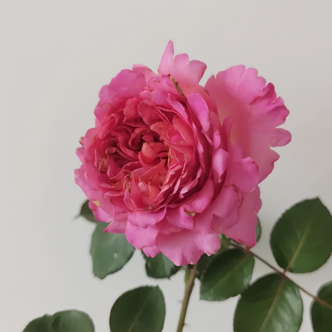Cepheus Rose