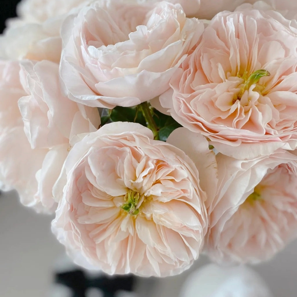Chairty Roses Charity Rose – Rosesplant