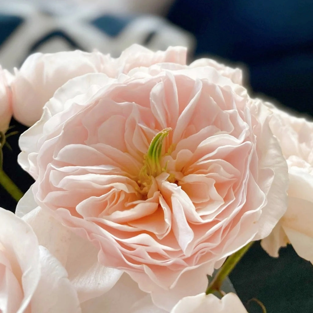 Chairty Roses Charity Rose – Rosesplant