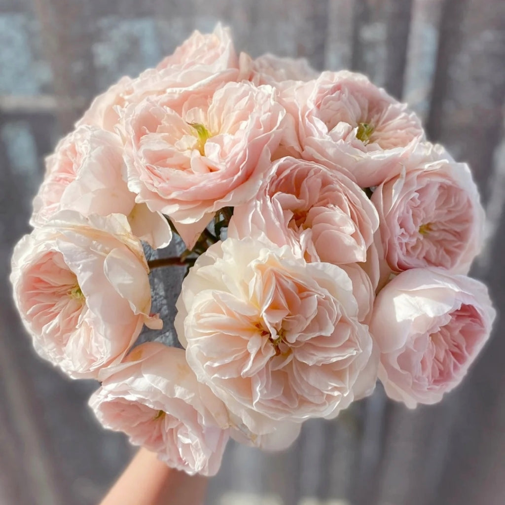 Chairty Roses Charity Rose – Rosesplant