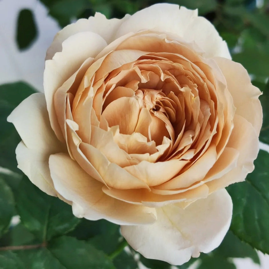 Roses From Japan – Rosesplant