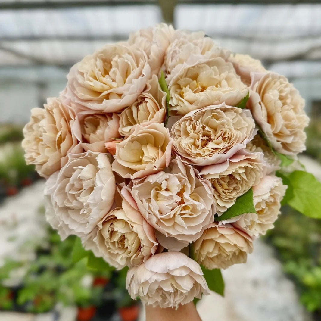 Roses From Japan – Rosesplant