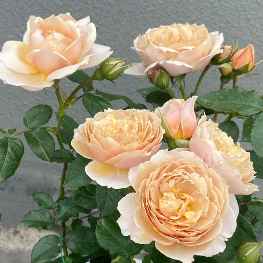 Charlotte Perriand Rose