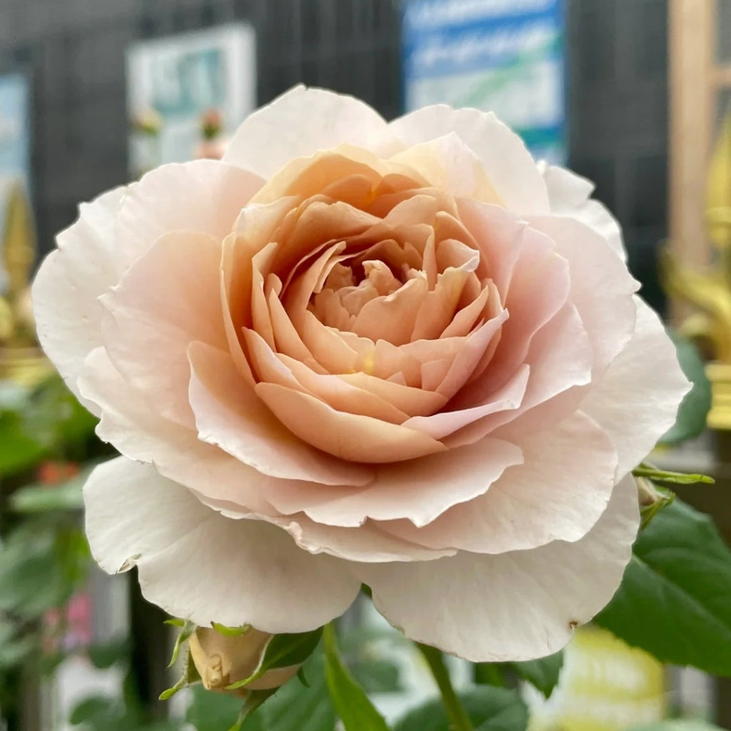 Charlotte Perriand Rose