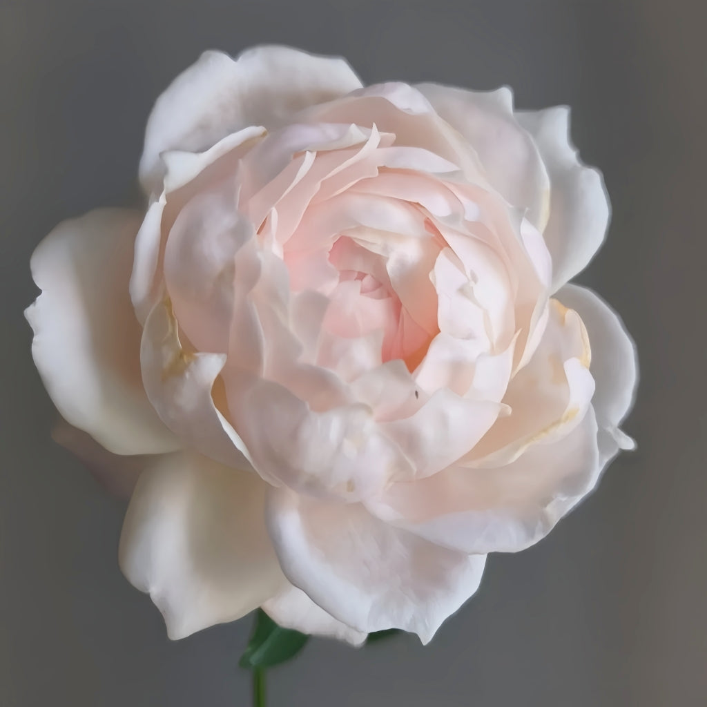 Anyiqur Roses Cherry Antique Rose – Rosesplant