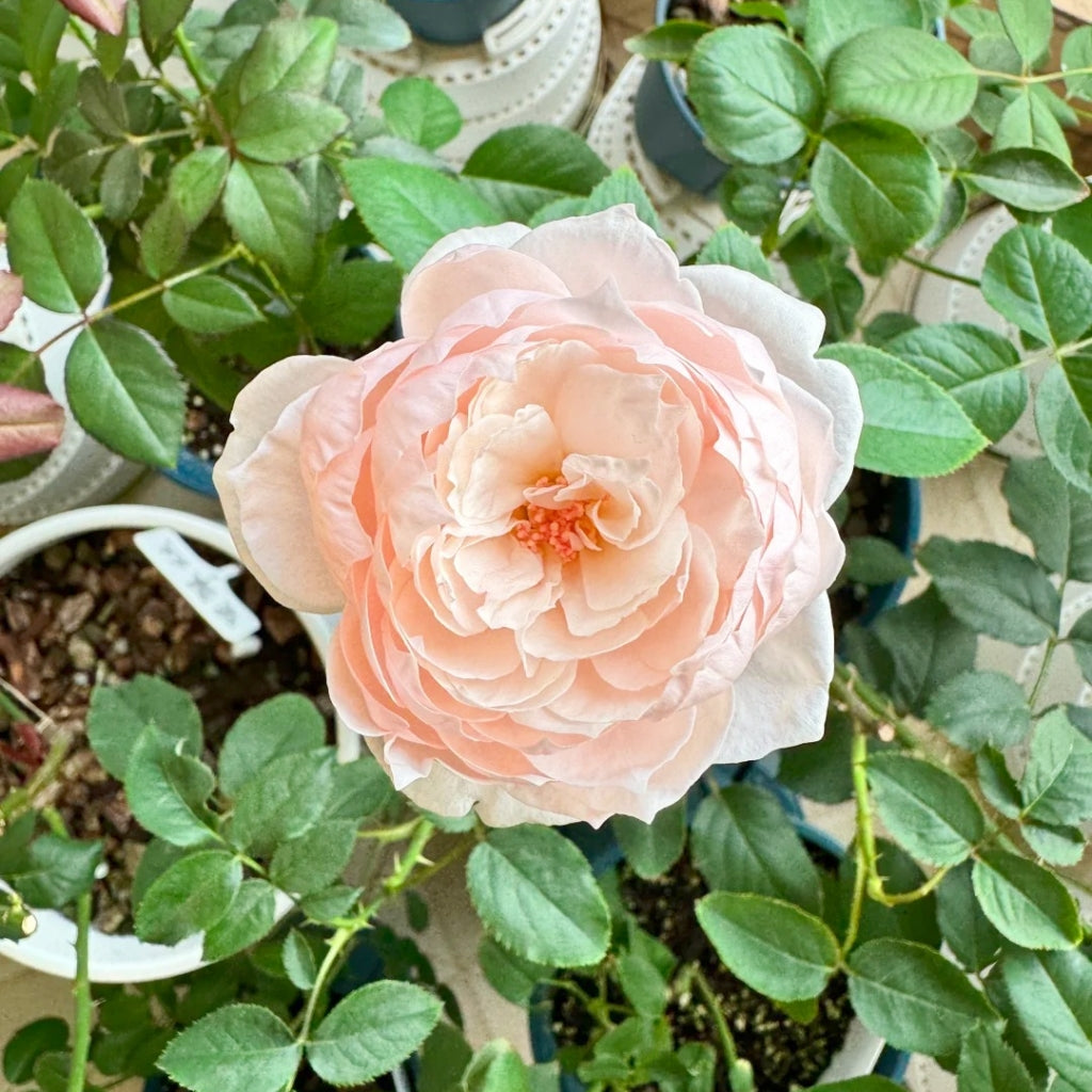 Anyiqur Roses Cherry Antique Rose – Rosesplant