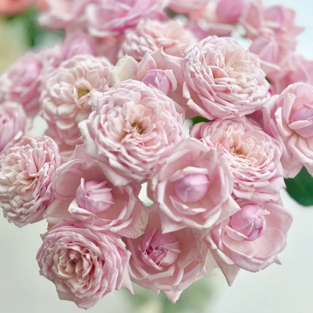 Anyiqur Roses Cherry Antique Rose – Rosesplant