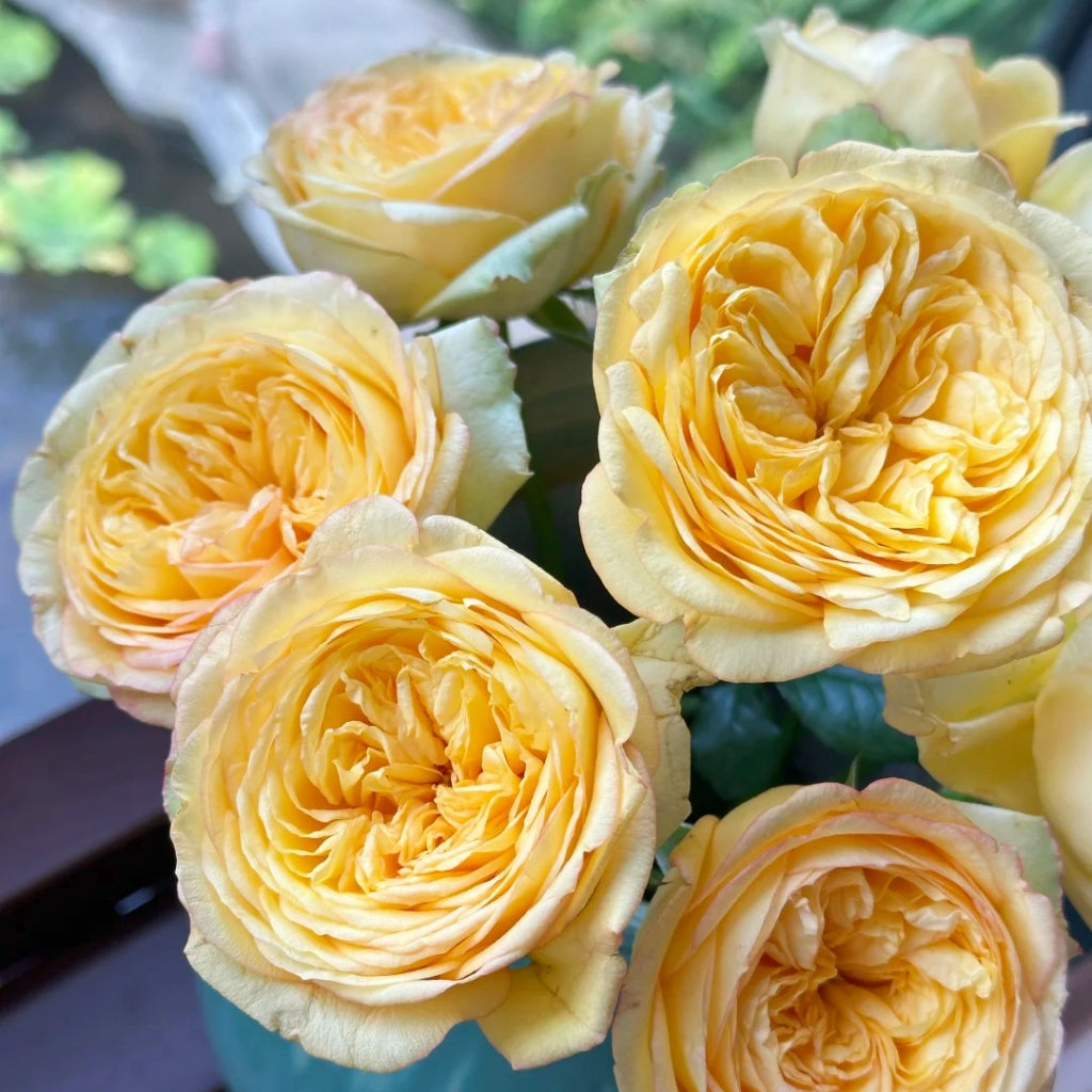 Chestnut Su Rose