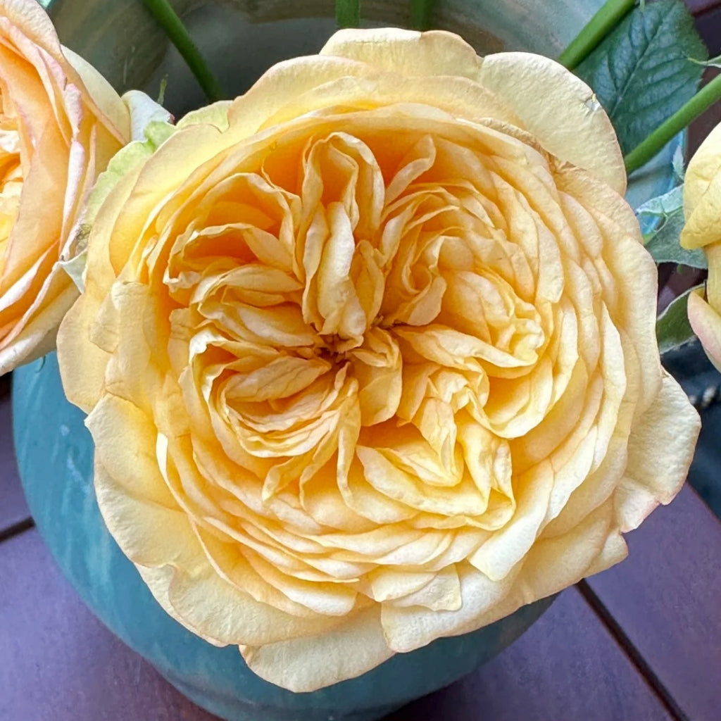 Chestnut Su Rose