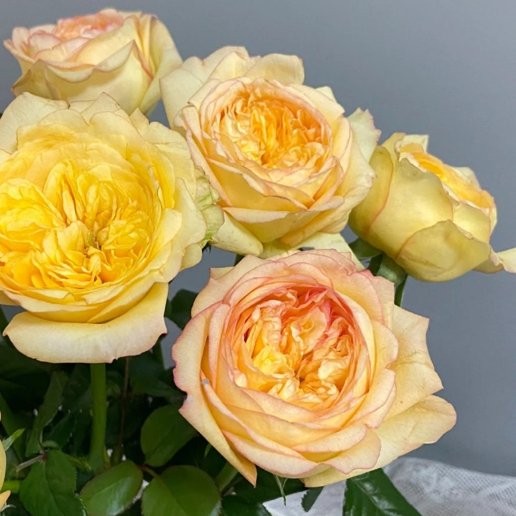 Chestnut Su Rose