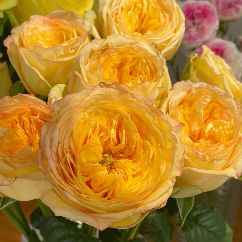 Chestnut Su Rose