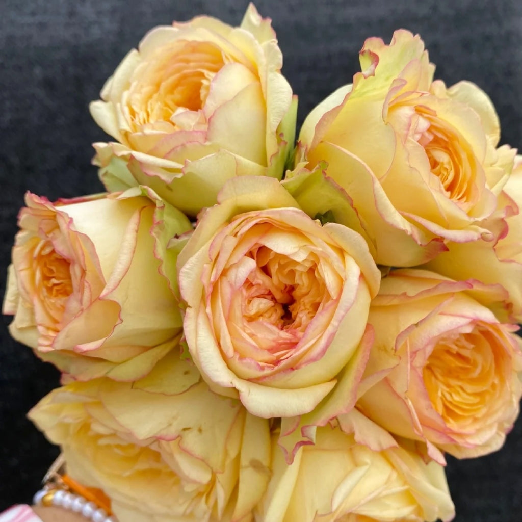 Chestnut Su Rose