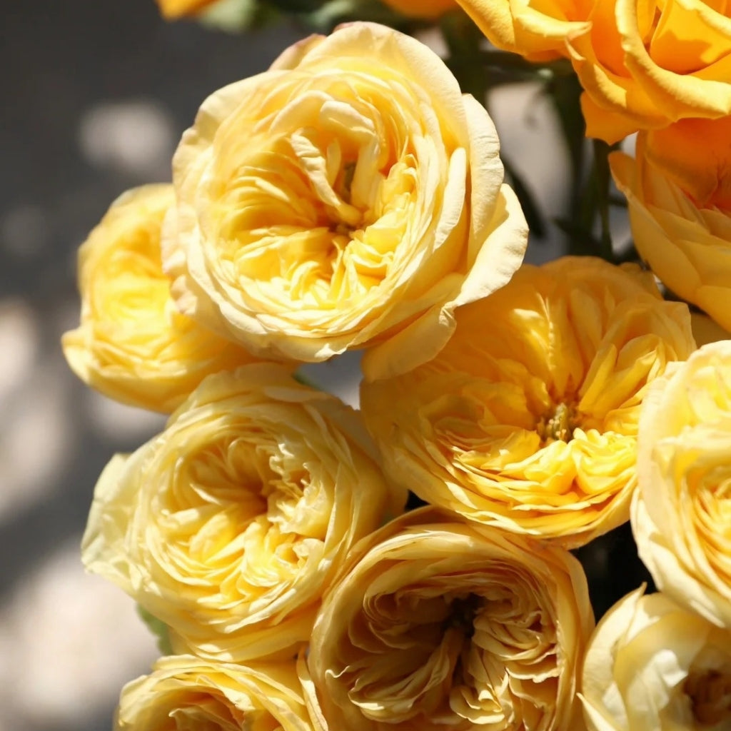 Chestnut Su Rose