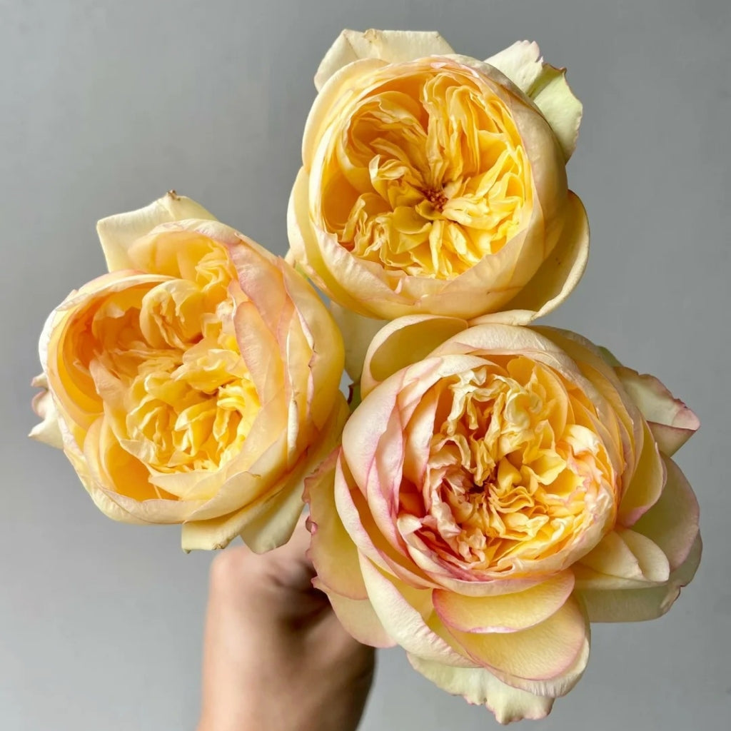 Chestnut Su Rose