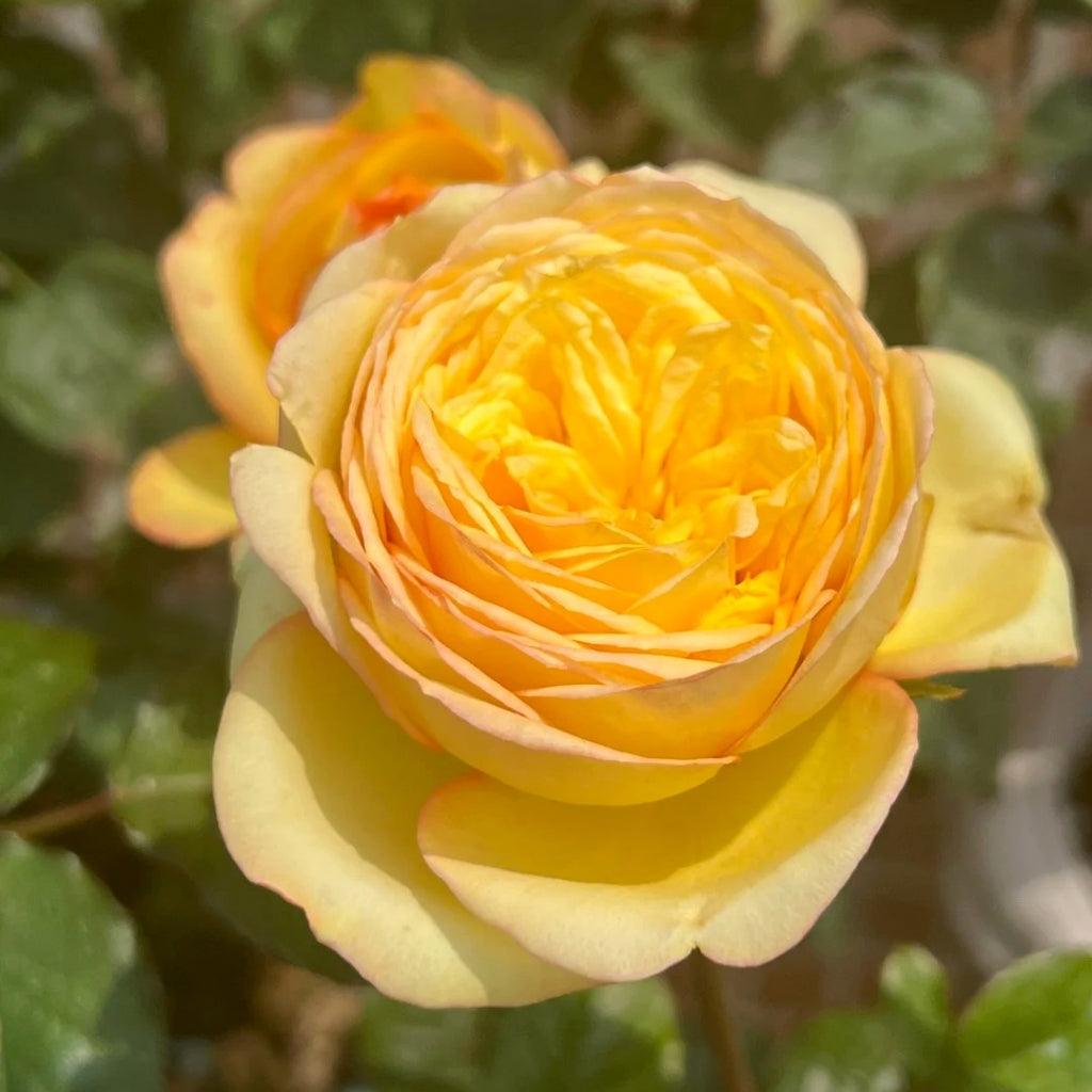 Chestnut Su Rose