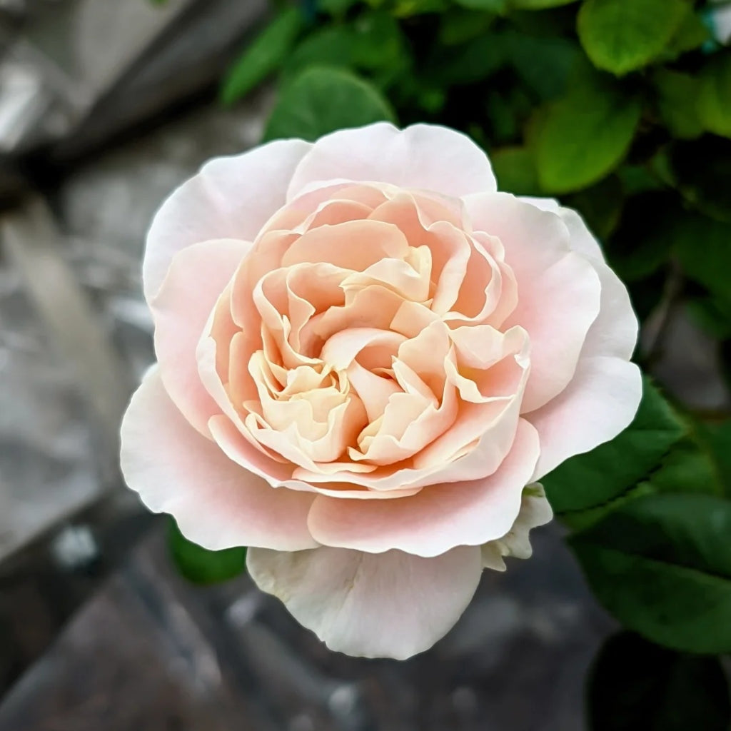 Chiffon Roses Vip Roses Chiffon Rose – Rosesplant