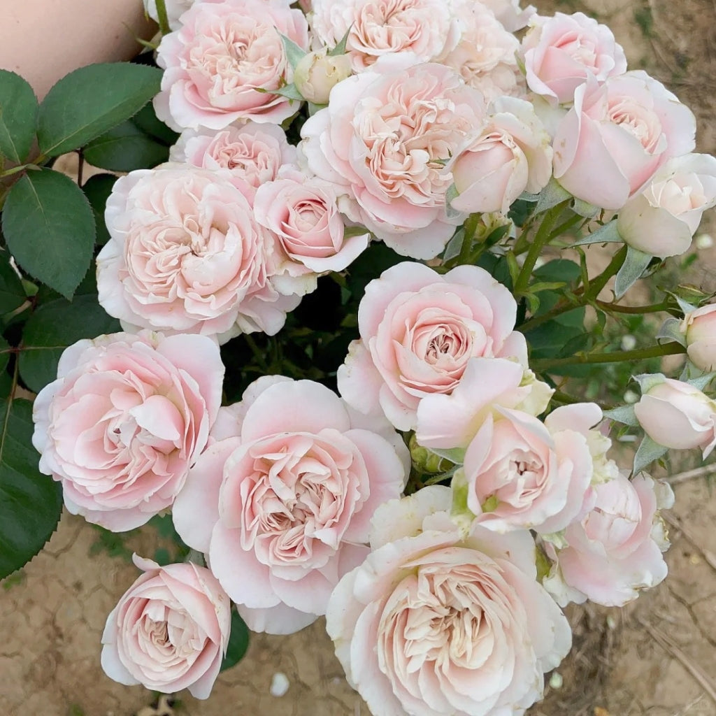 Chimo Rose Chiffon Rose – Rosesplant