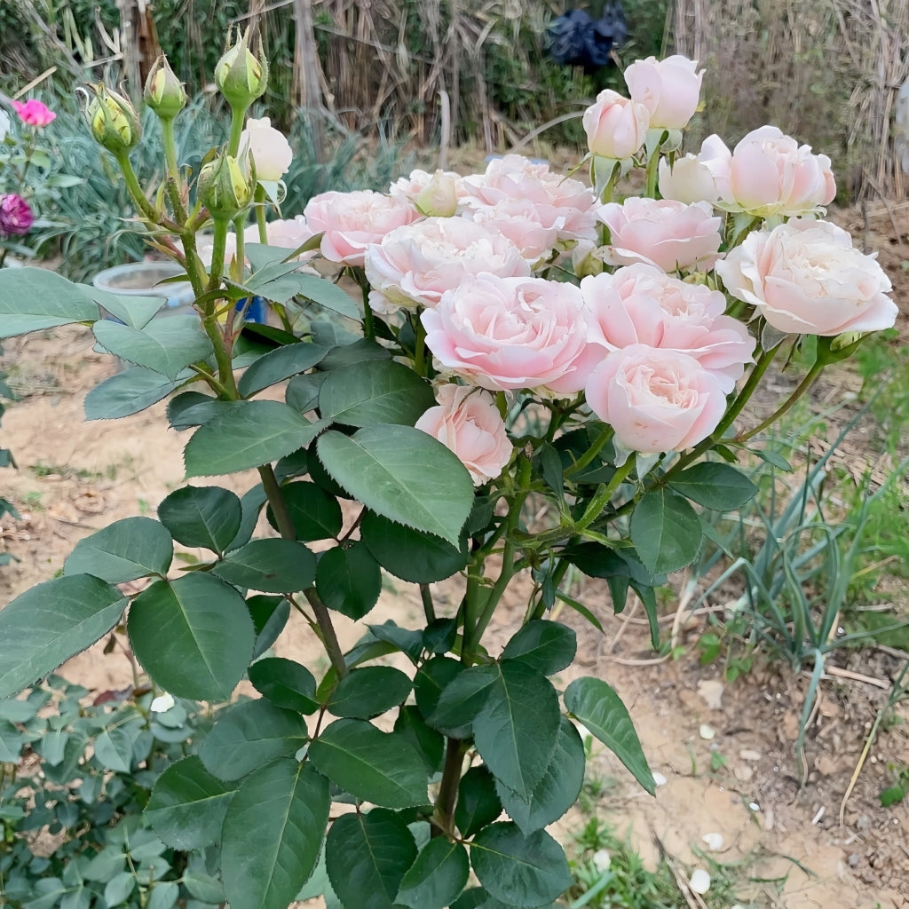 Chiffon Roses Vip Roses Chiffon Rose – Rosesplant