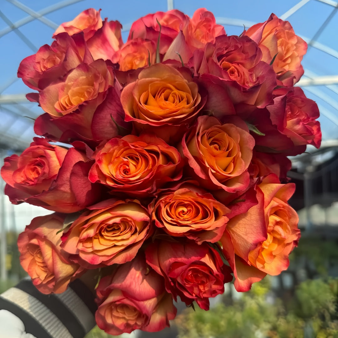 Chili Love Rose