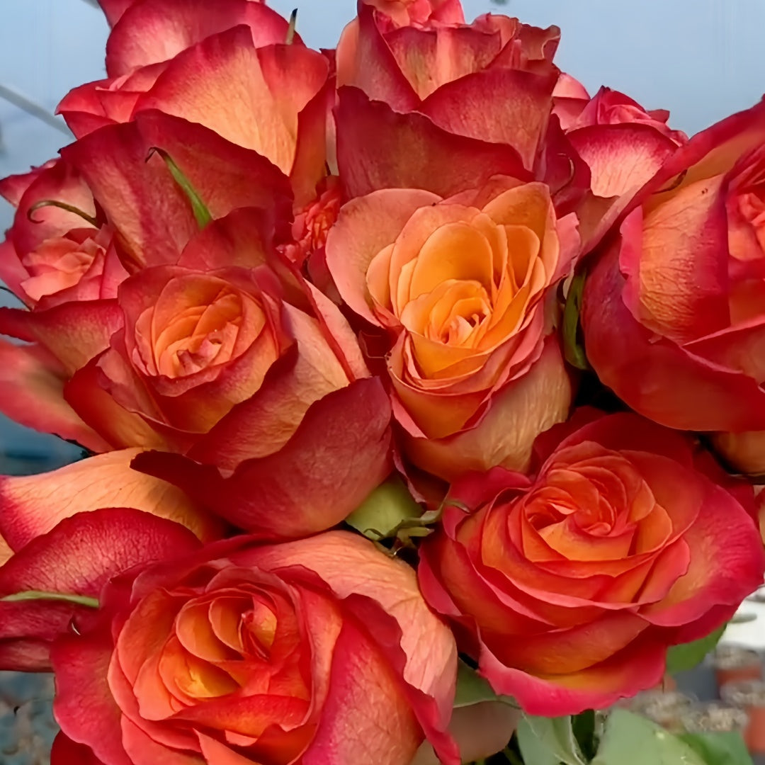 Chili Love Rose