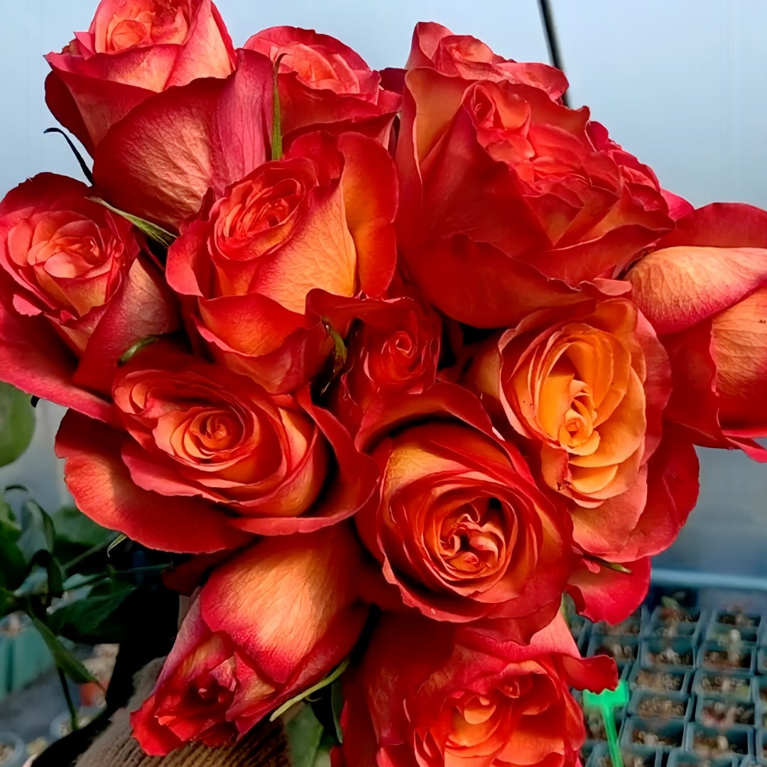 Chili Love Rose