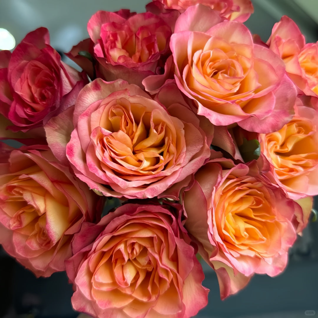 Chili Love Rose