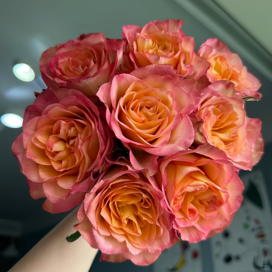 Chili Love Rose