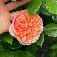 Chippendale Rose – Rosesplant