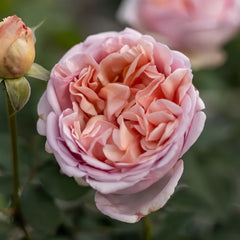 Chocolate Romantica Rose