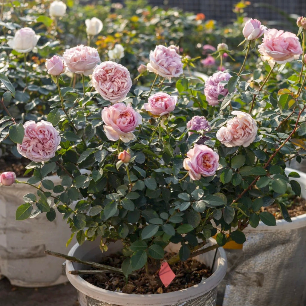 Chocolate Romantica Rose