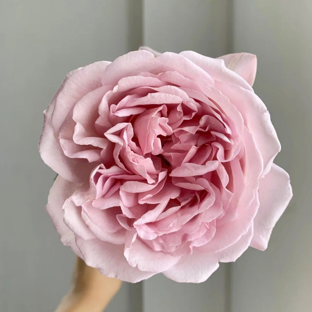 Chocolate Romantica Rose