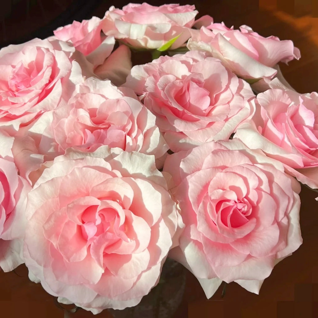 Christa Rose