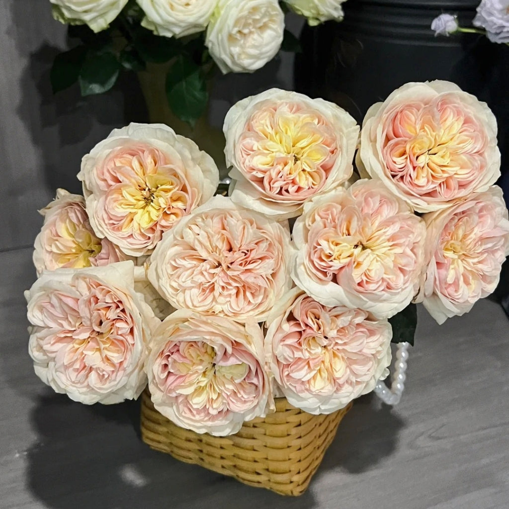 Chunye Worries Rose