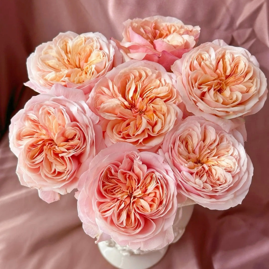 Chunye Worries Rose