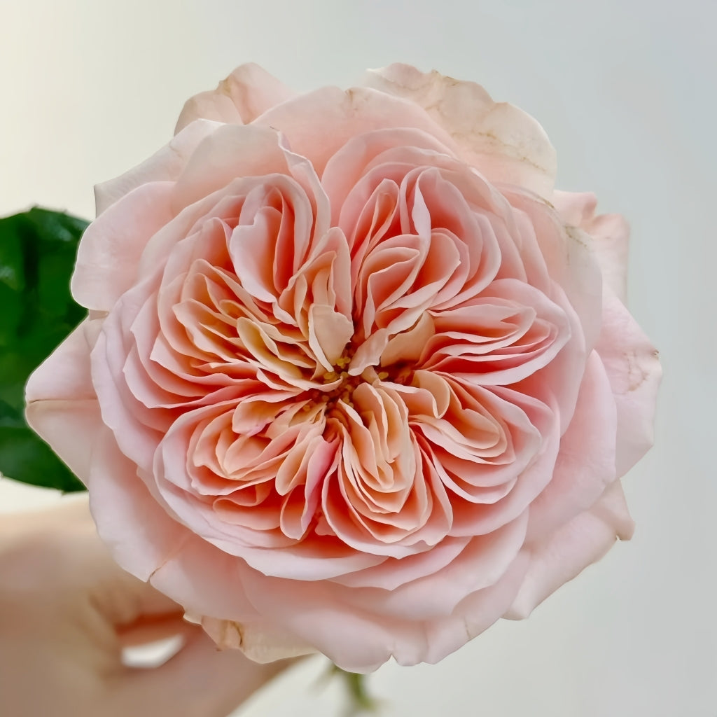 Chunye Worries Rose