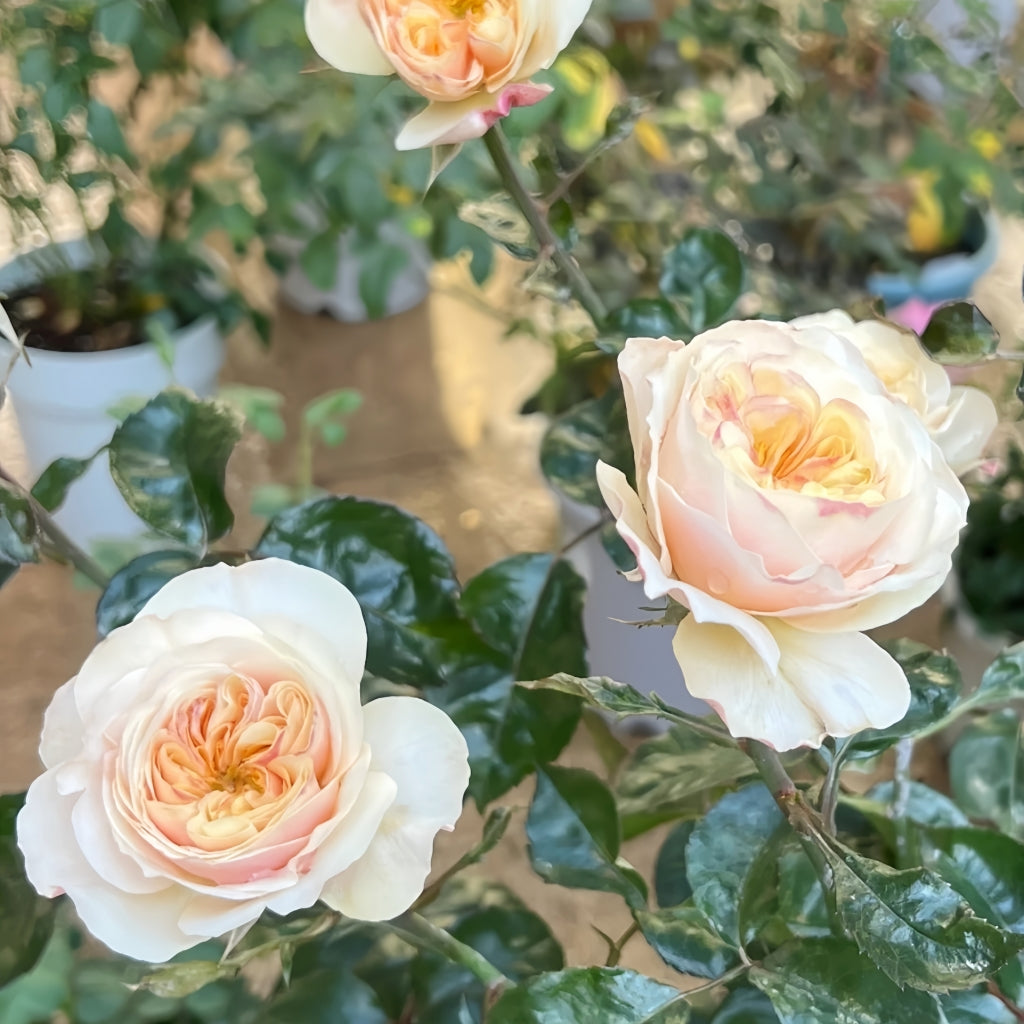 Chunye Worries Rose